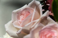 05-03 Macro All 28-300mm D600 Bouquet-2