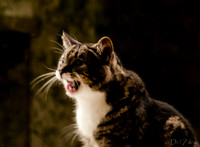 Cats-11