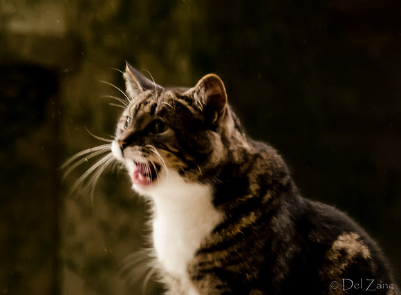 Cats-11
