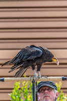 07-20 Yellow Head Hawk-
