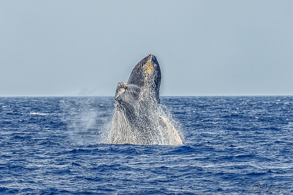 01-28 Whales TIFFS--23