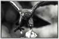 Bronze Eagle-4