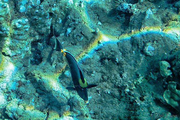 01-18 Makena Underwater TIFFs--21
