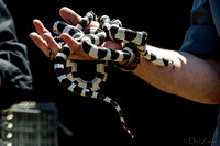 07-20 Snakes--3