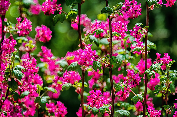 Early Spring Blooms-5