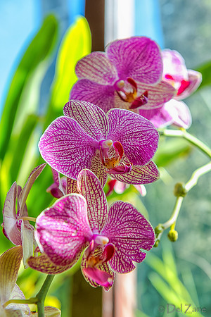 01-23 Kula Botanical Gardens TIFFs--23