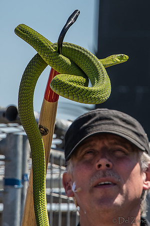 07-20 Snakes--12