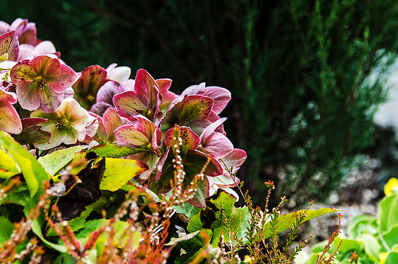 Early Spring Blooms-24