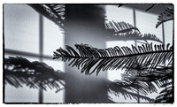 07-14 Tree Shadows-10