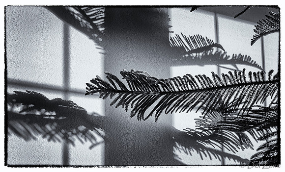 07-14 Tree Shadows-10