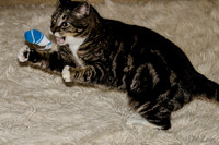 Cats on Parade-20