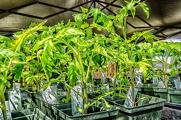 Memorial Day 2012, Farmers Market-6