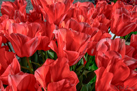 04-08 Tulips and Kites TIFFs--5