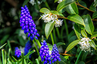 Early Spring Blooms-2