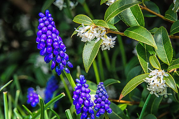 Early Spring Blooms-2