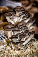 11-17 Indoor Farmers Market-14