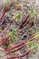 Early Spring Blooms-14