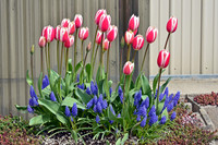 04-02 Tulip Town Redux TIFFs-2-2