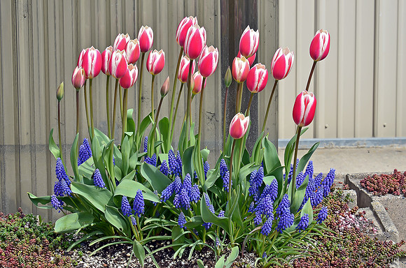 04-02 Tulip Town Redux TIFFs-2-2