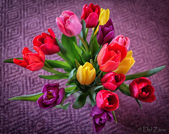 Multi-color Tulips--22