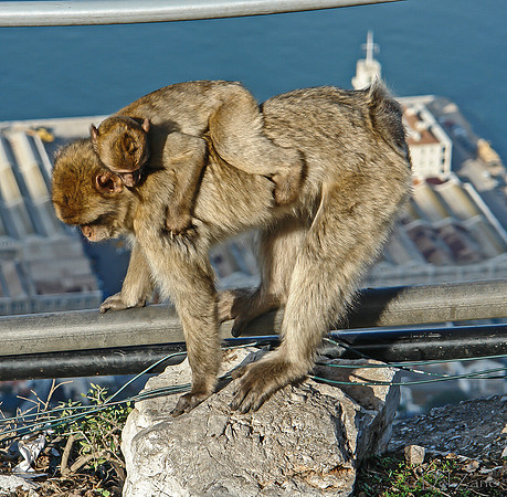 Gibraltar-2-7
