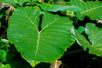 Iao Valley State Park-20