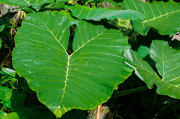 Iao Valley State Park-20