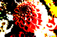 09-19 Colorized Bouquet Bokeh-0299