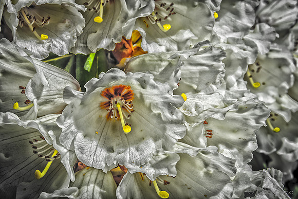 Early Garden Bloomers--8