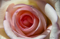 05-03 Macro All 28-300mm D600 Bouquet--15