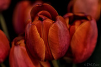 03-10 Night Time Tulips--5
