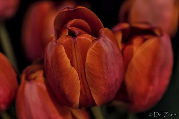 03-10 Night Time Tulips--5