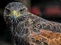 07-20 Hawk--3