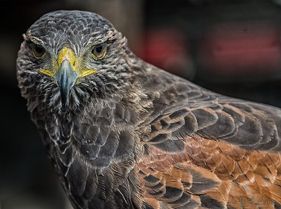 07-20 Hawk--3