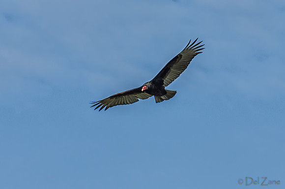 Soaring-4