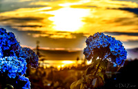06-24 Hydrangea Sunset Bokeh TIFFs--4