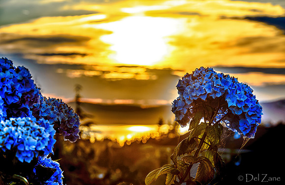 06-24 Hydrangea Sunset Bokeh TIFFs--4