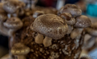 11-23-2013  Xmas Farmers' Market--17