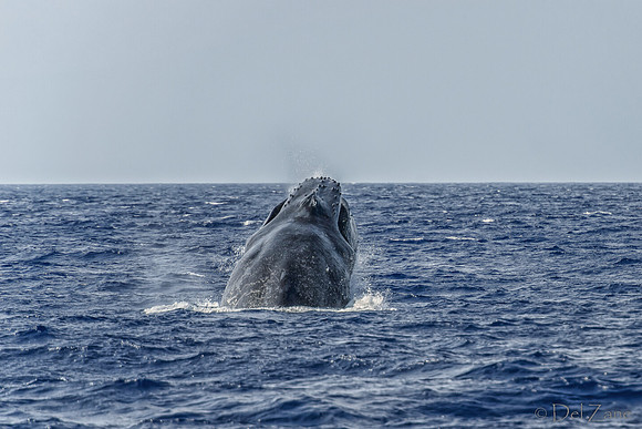 01-28 Whales TIFFS--33