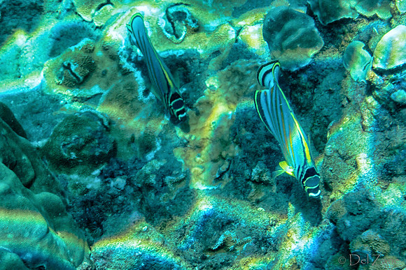 01-18 Makena Underwater TIFFs--23