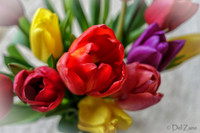 Multi-color Tulips--20