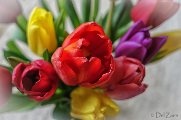 Multi-color Tulips--20
