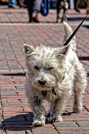 07-21 Farmers' Market-29