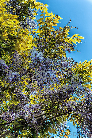 Mother's Day Garden Walk--28