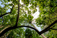 Iao Valley State Park-7