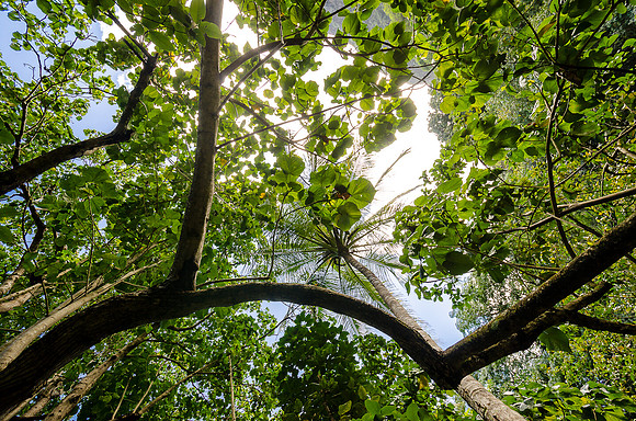 Iao Valley State Park-7