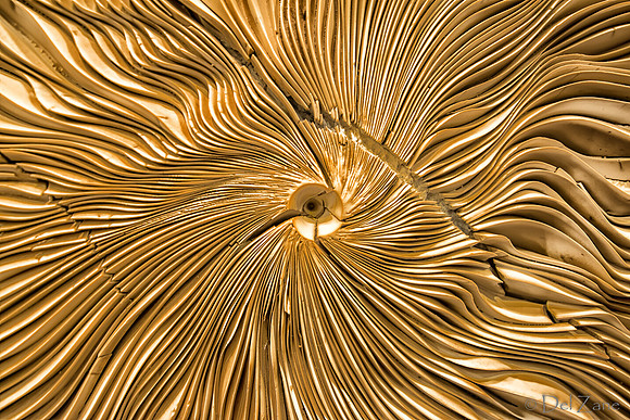 Inside Solstice--4