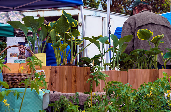 Farmers' Market 1--42