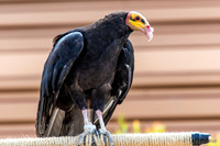 07-20 Yellow Head Hawk--2