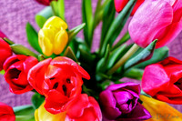 Multi-color Tulips--8